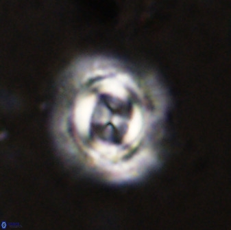 Toweius atalikii 49277