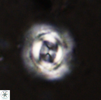 Toweius atalikii 49277