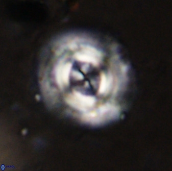 Toweius atalikii 49278