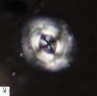 Toweius atalikii 49278