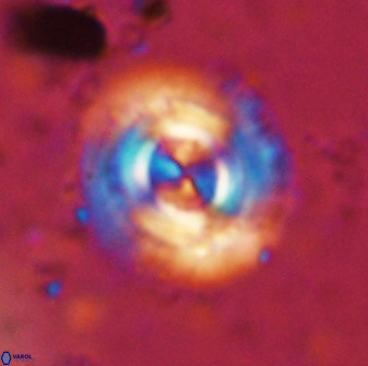 Toweius atalikii 49279