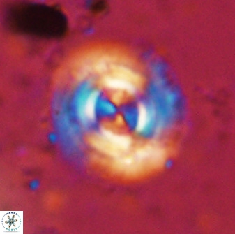 Toweius atalikii 49279