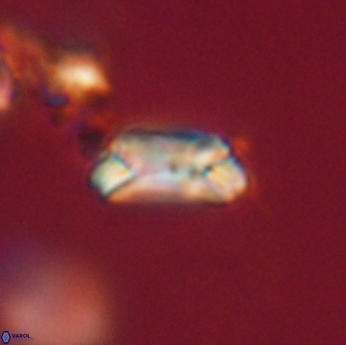 Toweius callosus 20744