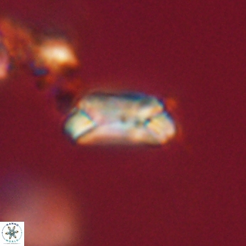 Toweius callosus 20744