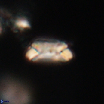 Toweius callosus 20745