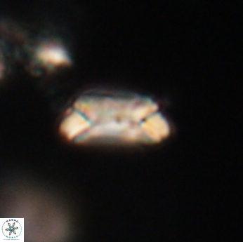 Toweius callosus 20745