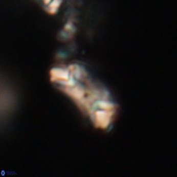 Toweius callosus 20746