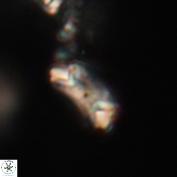 Toweius callosus 20746
