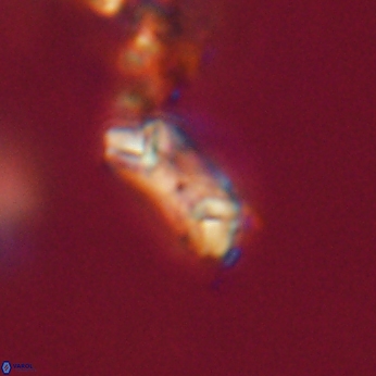 Toweius callosus 20747