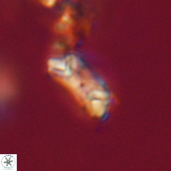 Toweius callosus 20747