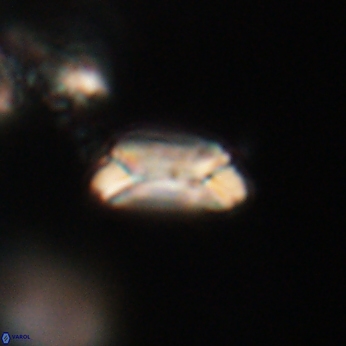 Toweius callosus 20748
