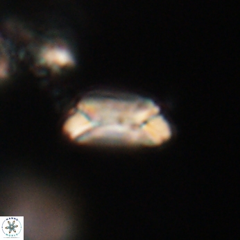 Toweius callosus 20748