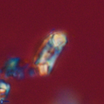 Toweius callosus 20741