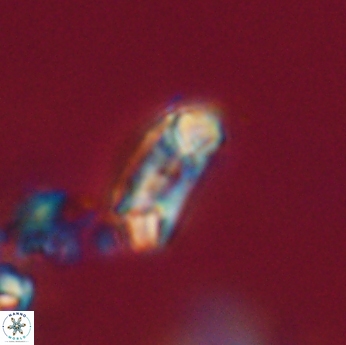 Toweius callosus 20741