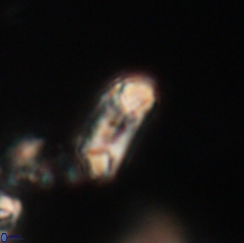 Toweius callosus 20742