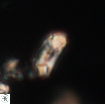 Toweius callosus 20742