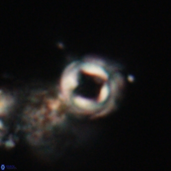 Toweius callosus 20750