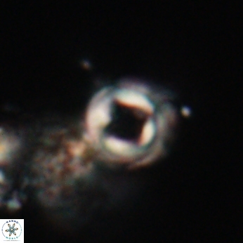 Toweius callosus 20750