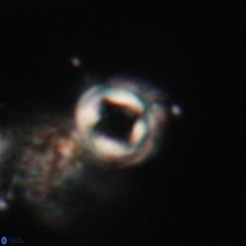 Toweius callosus 20751