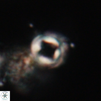 Toweius callosus 20751