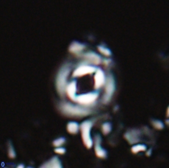 Toweius callosus 22614