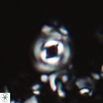 Toweius callosus 22614