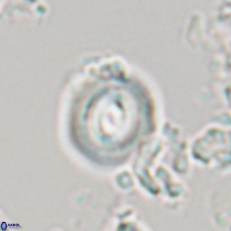 Toweius callosus 22616