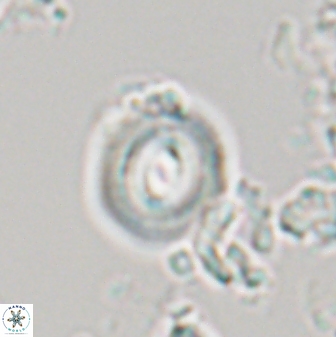Toweius callosus 22616