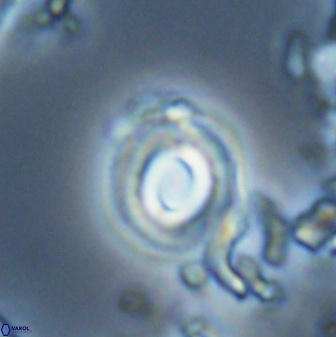 Toweius callosus 22617