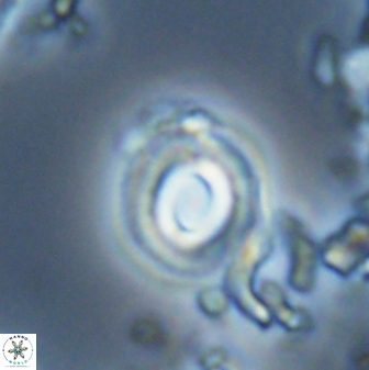 Toweius callosus 22617