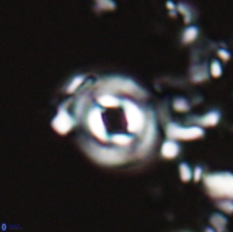 Toweius callosus 22610
