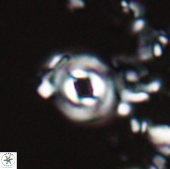 Toweius callosus 22610