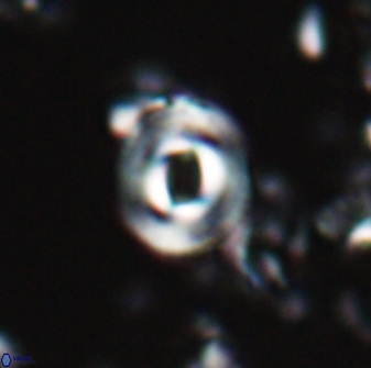 Toweius callosus 22613