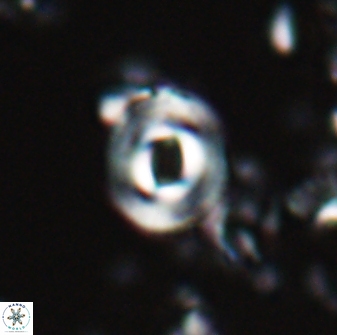 Toweius callosus 22613