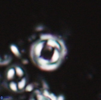 Toweius callosus 22628