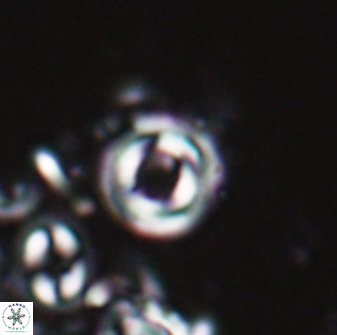 Toweius callosus 22628