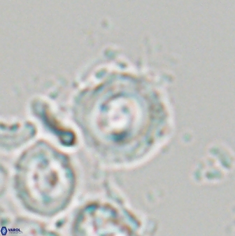 Toweius callosus 22629