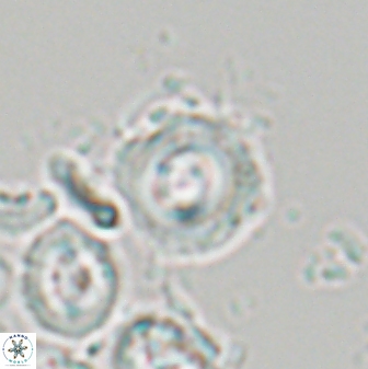 Toweius callosus 22629