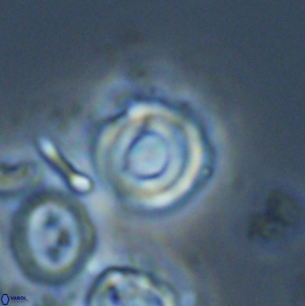Toweius callosus 22630