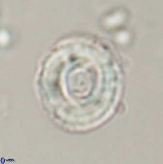 Toweius callosus 54729