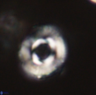 Toweius callosus 54736