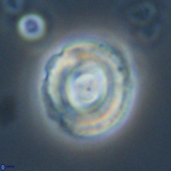 Toweius callosus 54730