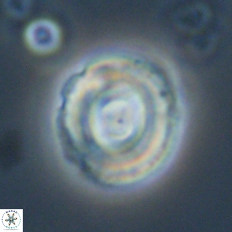 Toweius callosus 54730