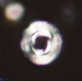 Toweius callosus 54732