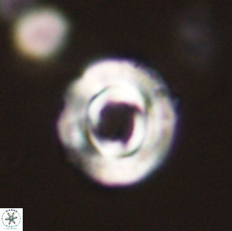 Toweius callosus 54732
