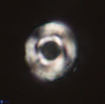 Toweius callosus 54733