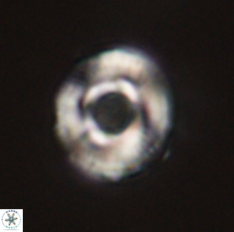 Toweius callosus 54733