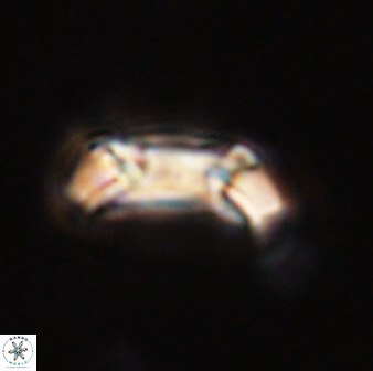 Toweius callosus 54745