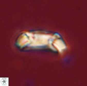 Toweius callosus 54746