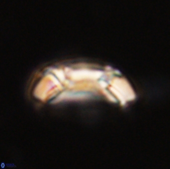 Toweius callosus 54740